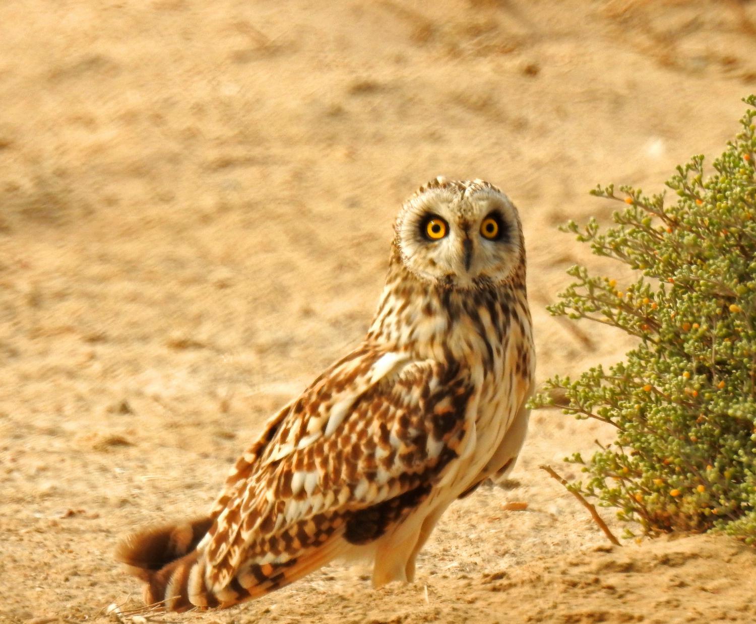 Short-eared owl (Asio flammeus)