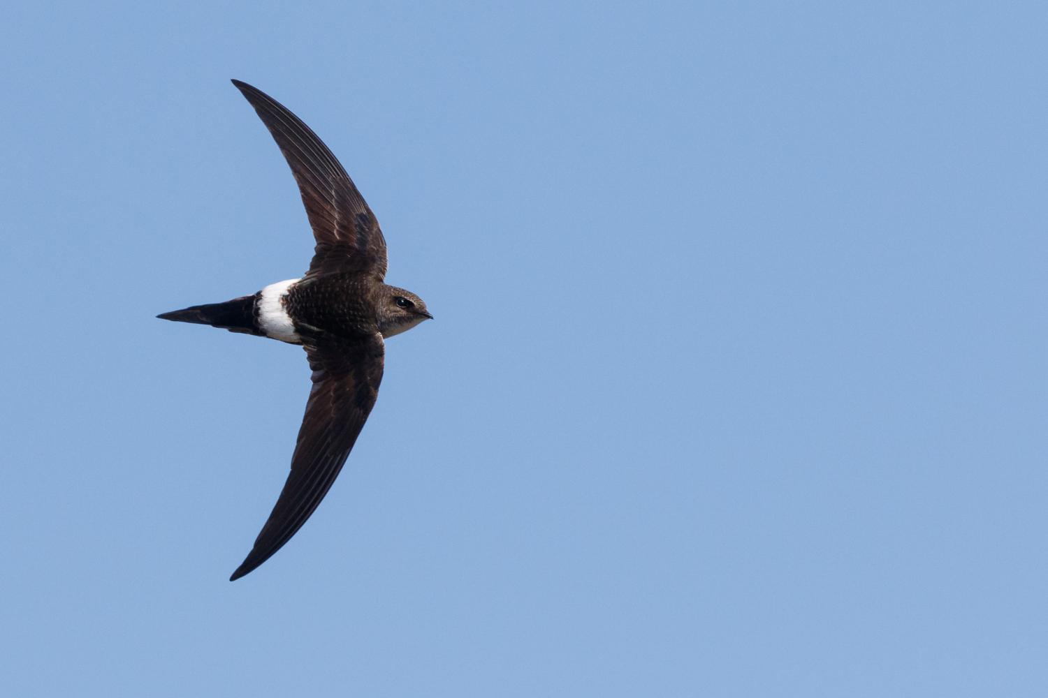 Pacific swift (Apus pacificus)