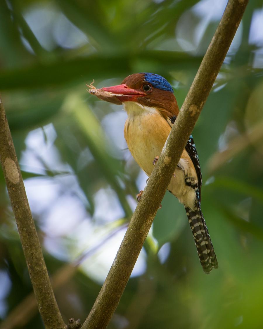 Banded kingfisher (Lacedo pulchella)