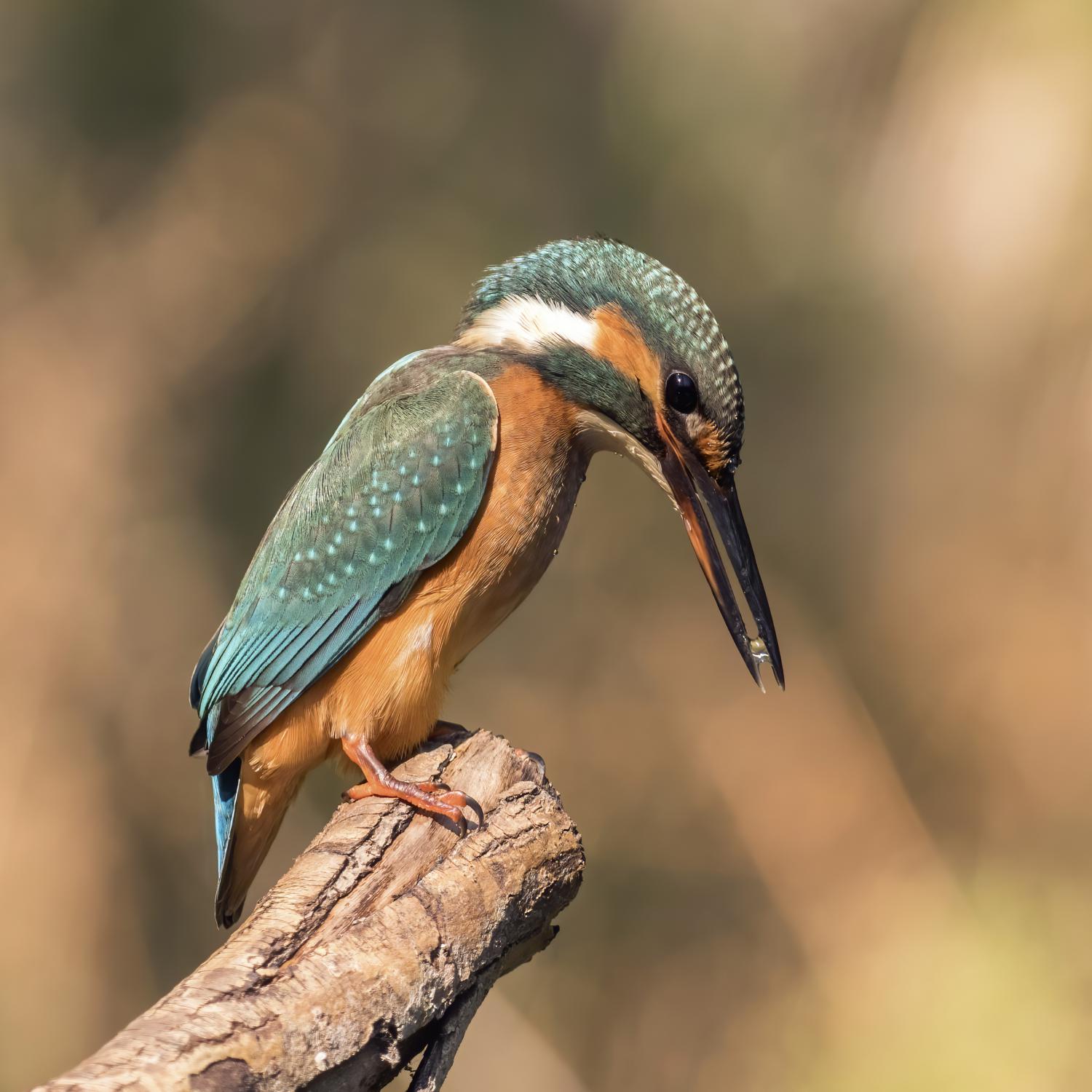 Common kingfisher (Alcedo atthis)