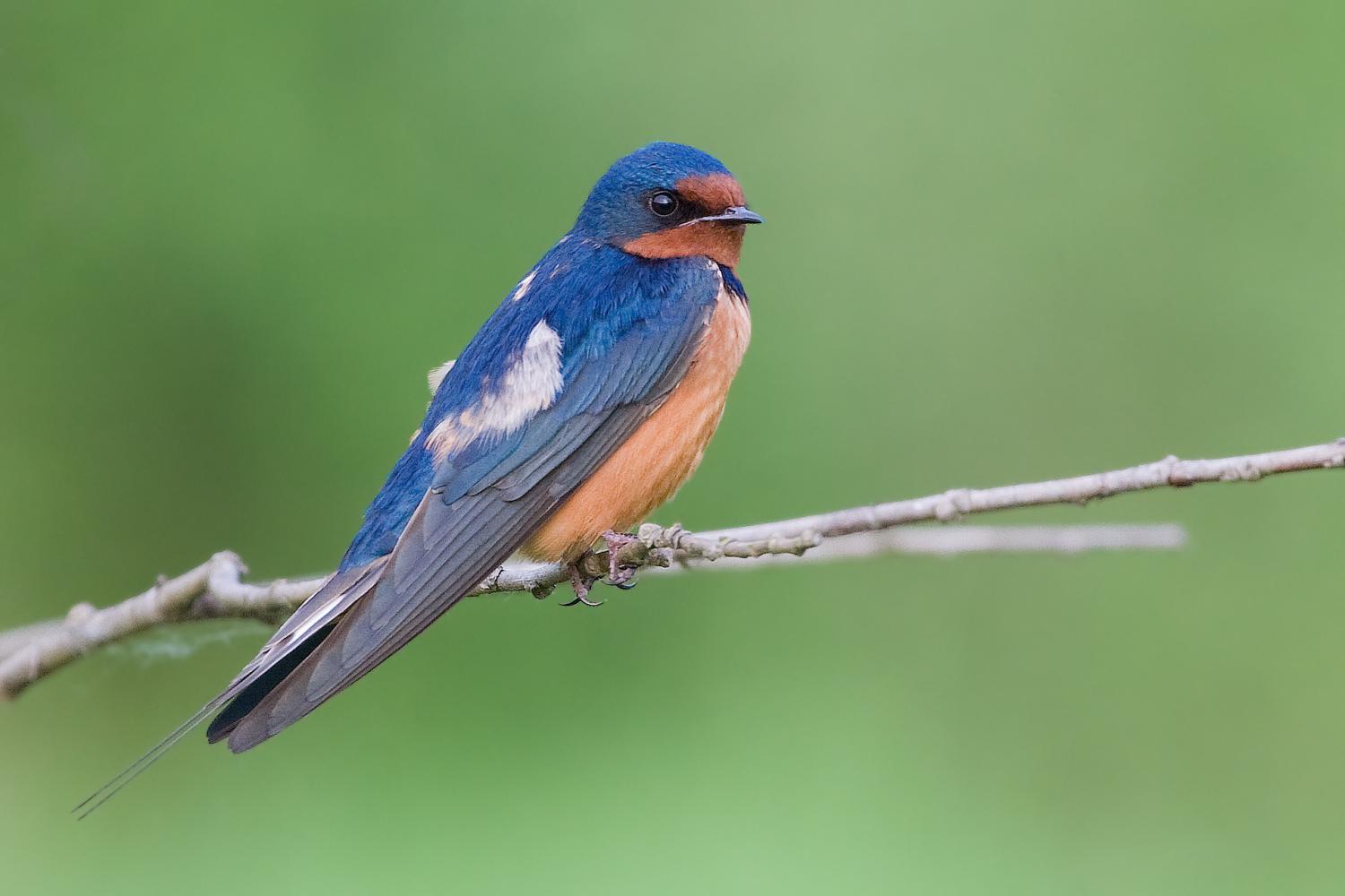 Barn Swallow Hirundo Rustica Barn Swallow Hirundo Rustica