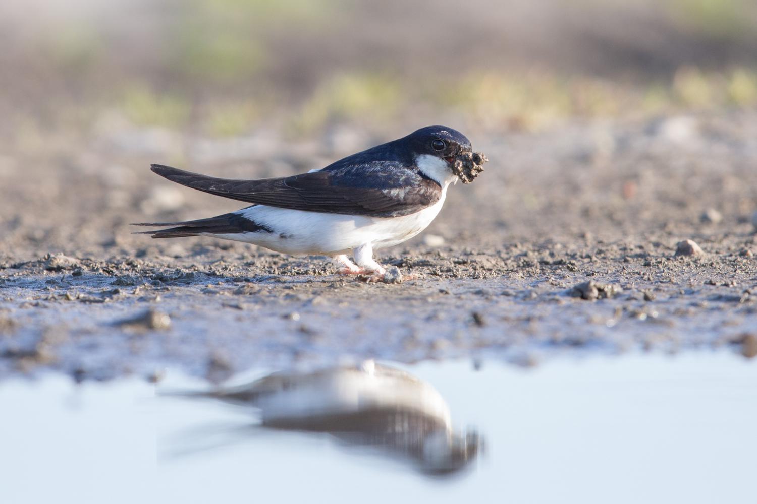 northern-house-martin-delichon-urbicum