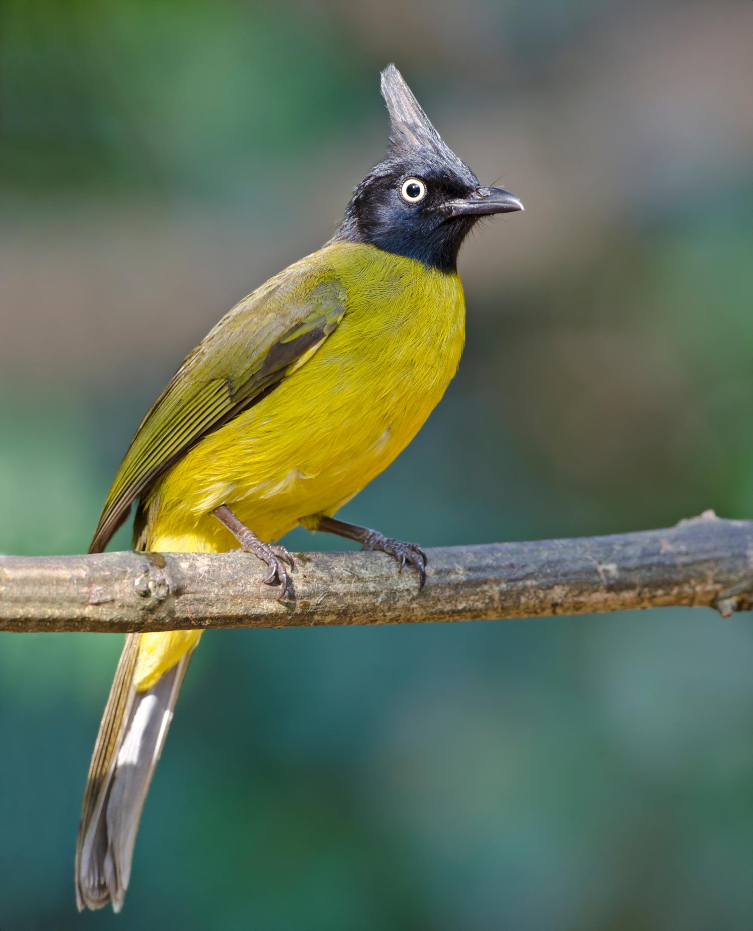 black-crested-bulbul-rubigula-flaviventris