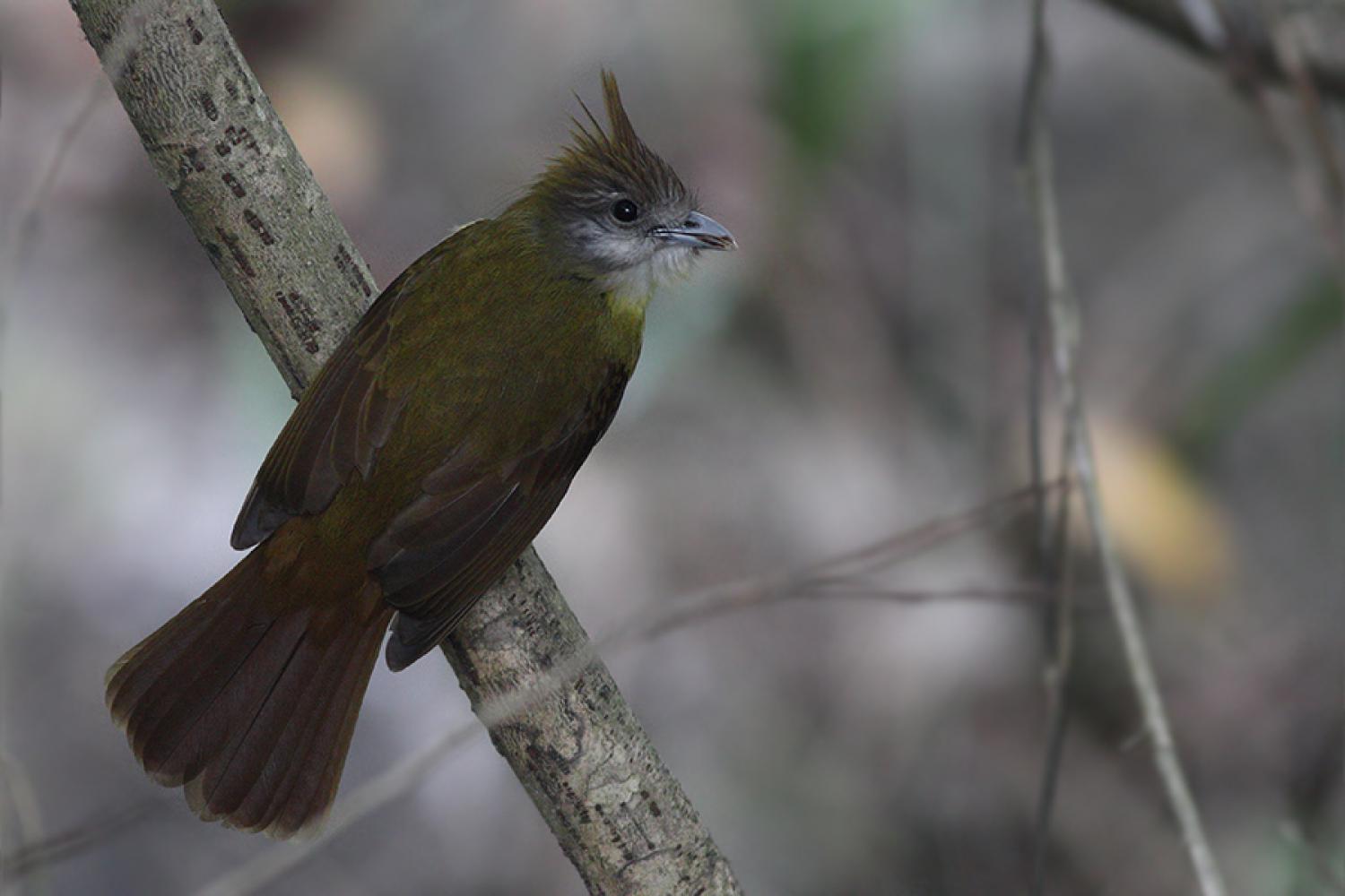 White-bearded Greenbul