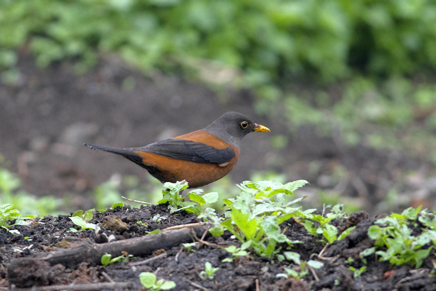 Птицы гималаев. Turdus mupinensis. Каштановый Дрозд. Гималайская кутия птица. Фото птицы Дрозд каштановый.