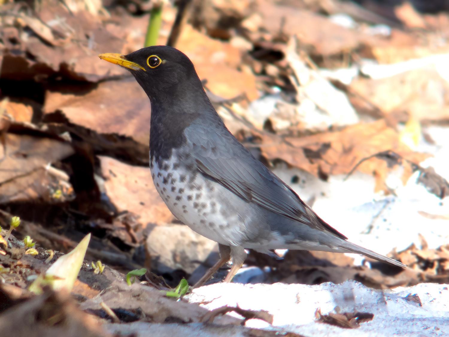 Japanese thrush (Turdus cardis)