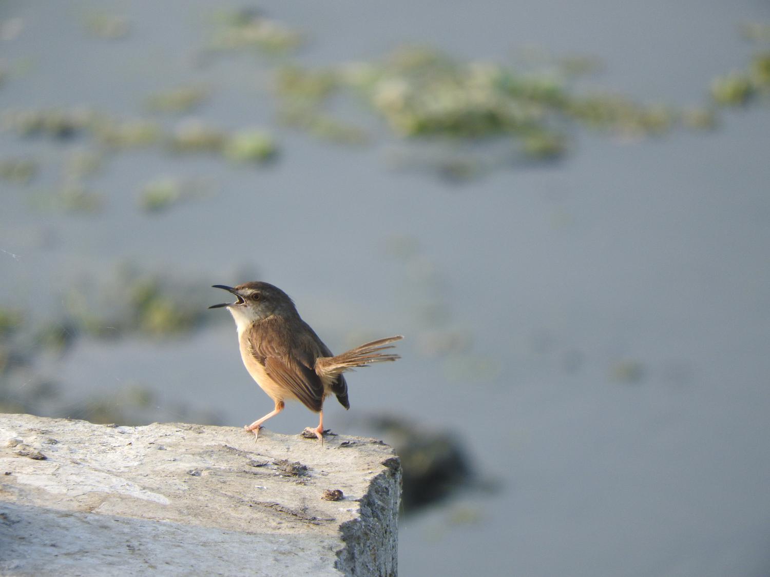 Tawny-flanked prinia - Wikipedia