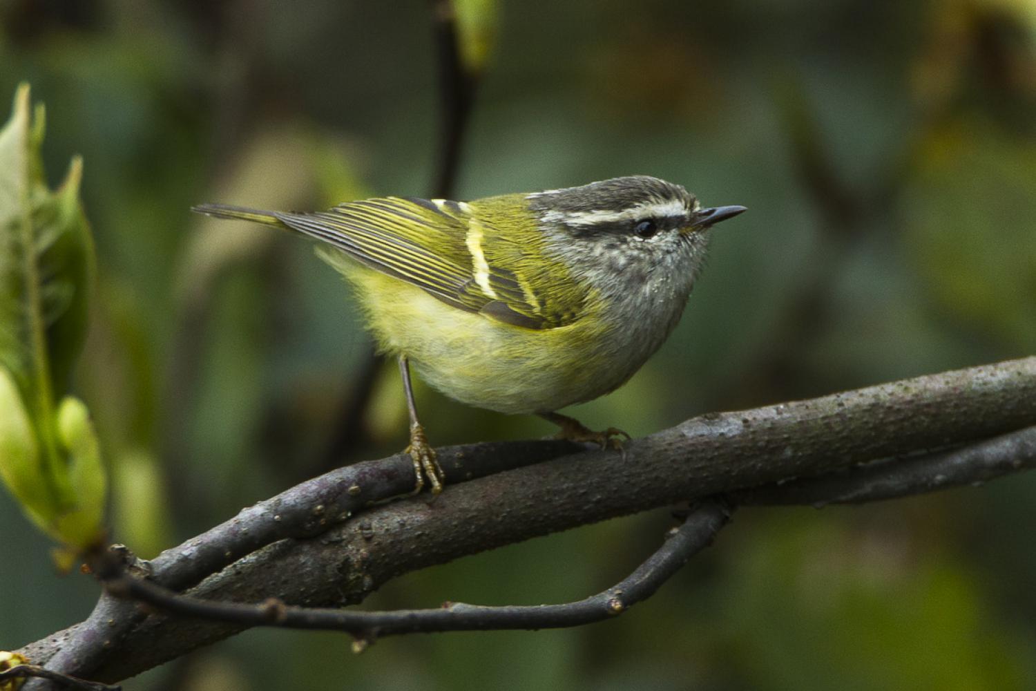 Ashy-throated leaf warbler (Phylloscopus maculipennis)