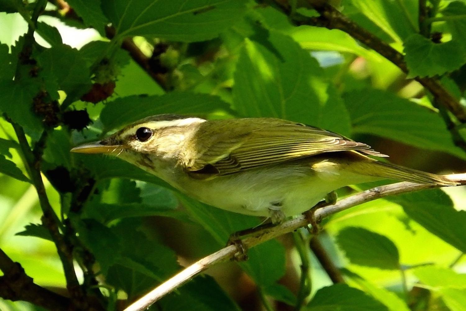 Eastern crowned leaf warbler (Phylloscopus coronatus)