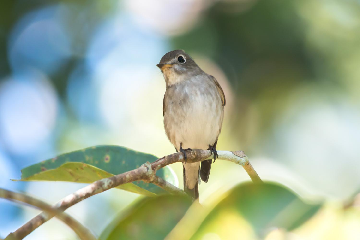 https://static.thainationalparks.com/img/species/2020/08/23/396657/asian-brown-flycatcher-w-1500.jpg