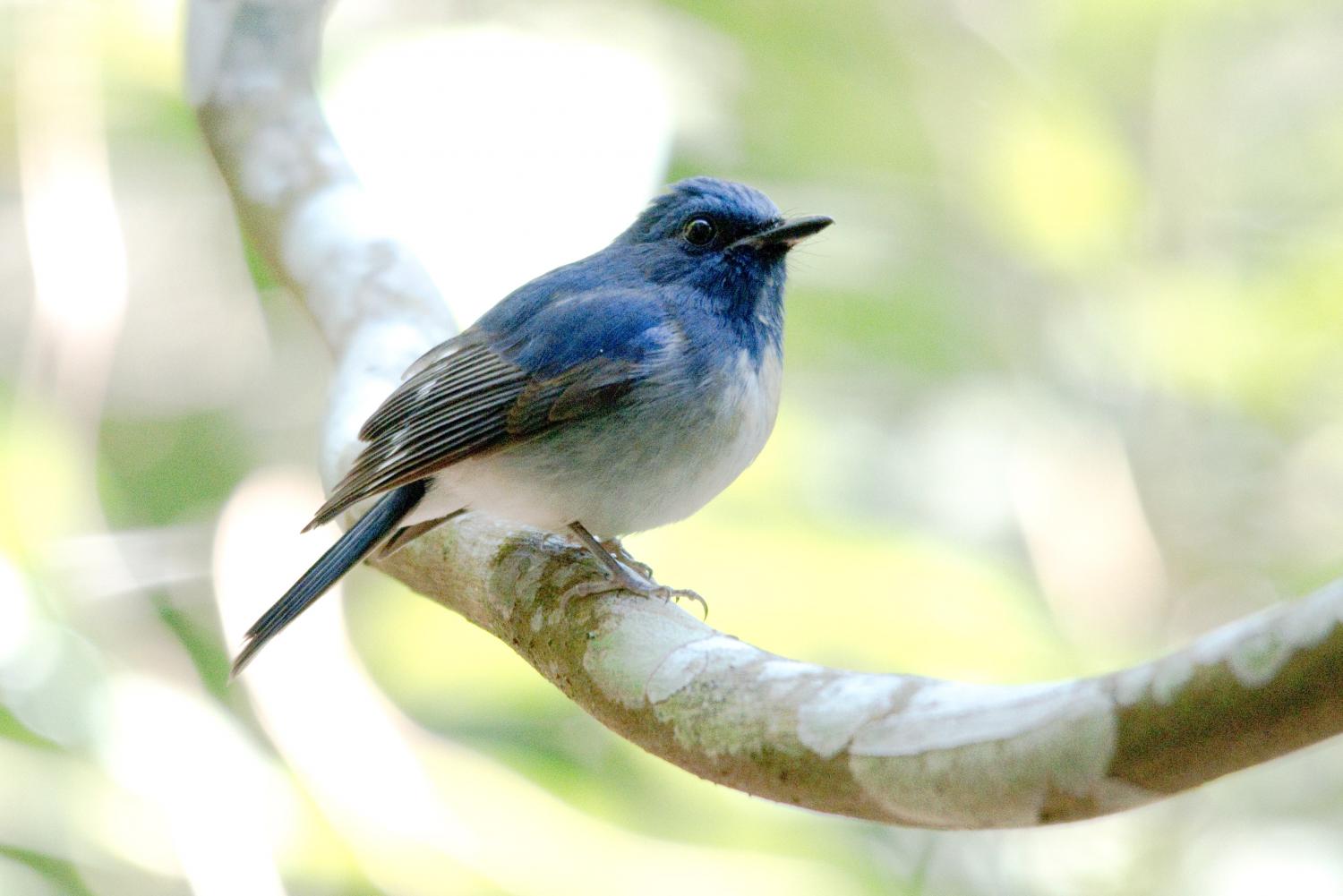 Hainan blue flycatcher (Cyornis hainanus)