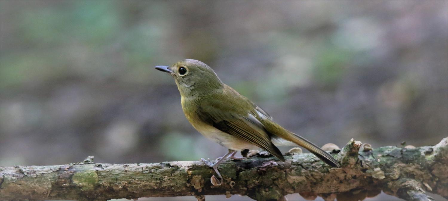 Hainan blue flycatcher (Cyornis hainanus)