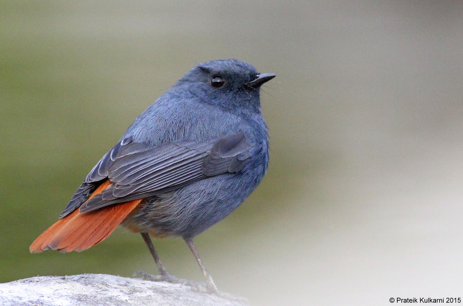 Plumbeous water redstart (Rhyacornis fuliginosa)