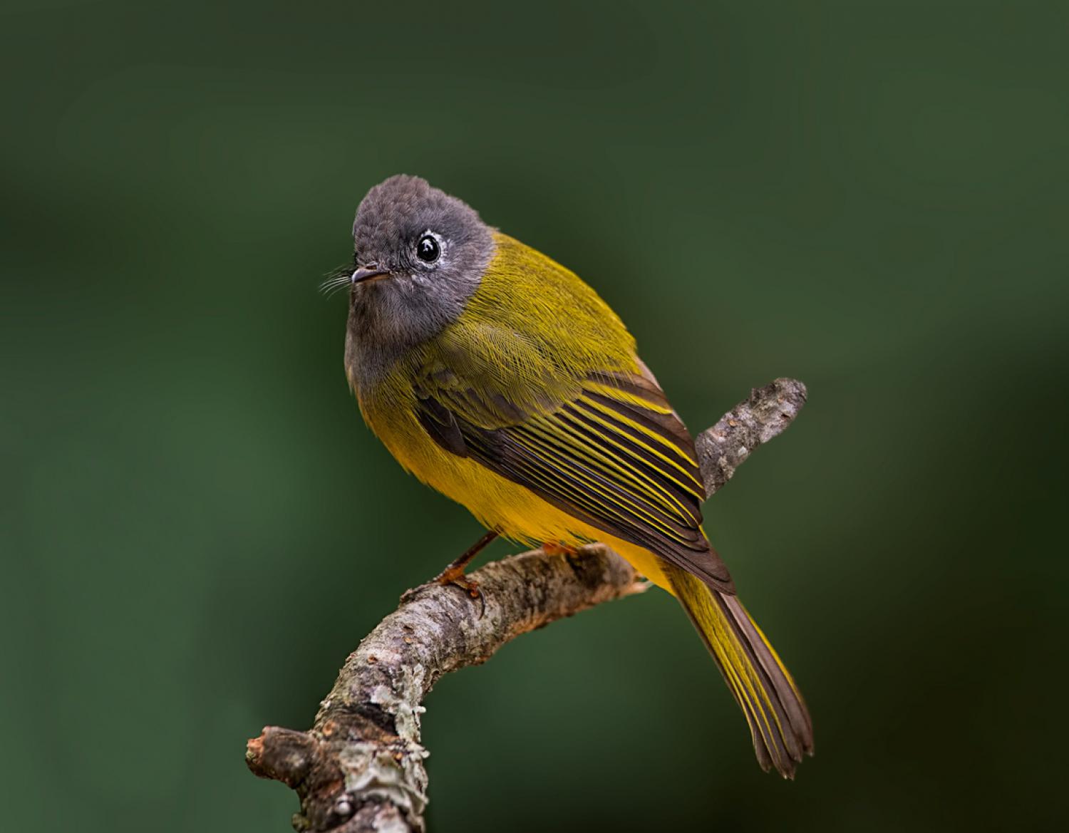 Grey-headed canary-flycatcher (Culicicapa ceylonensis)