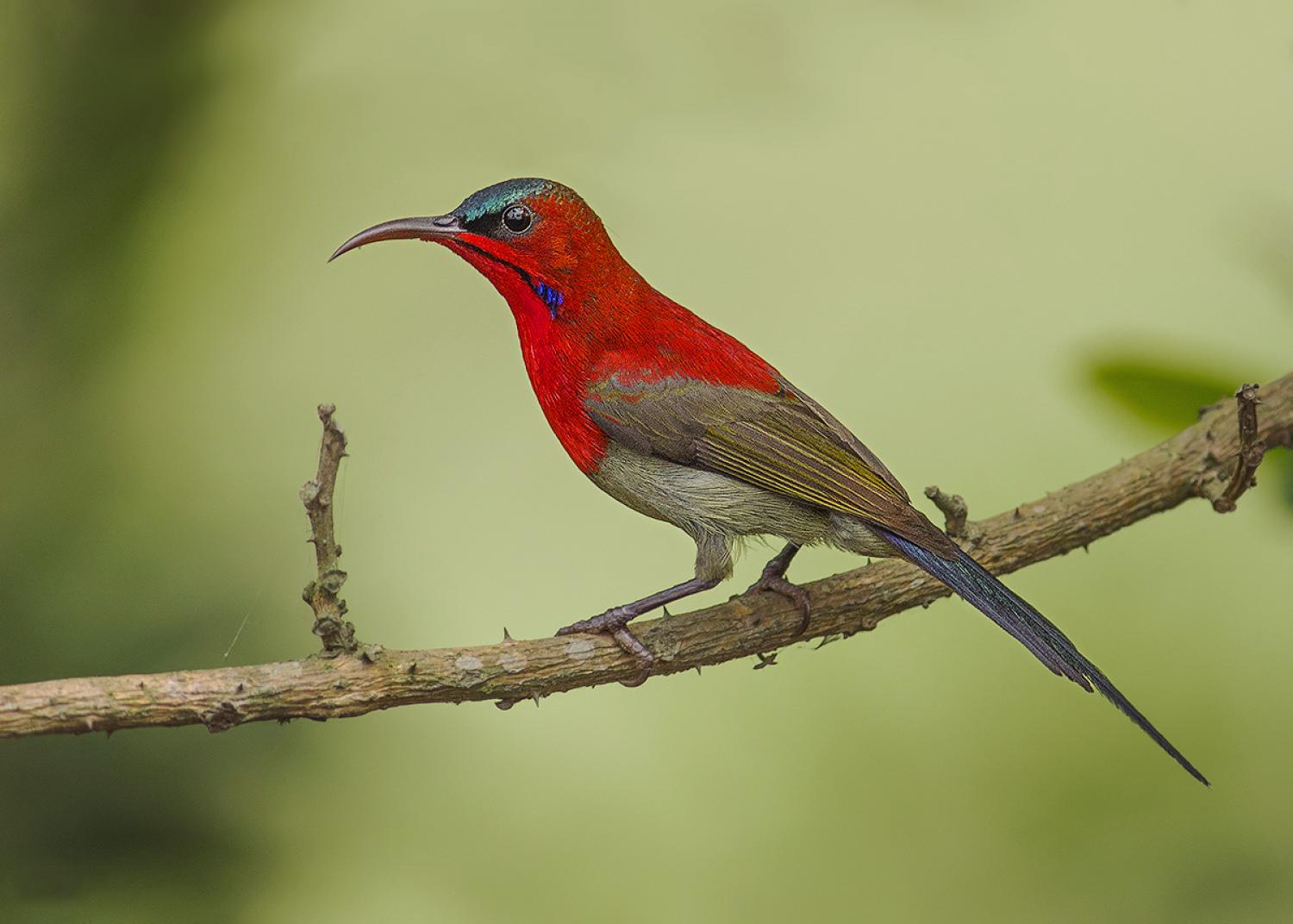 Crimson sunbird (Aethopyga siparaja)