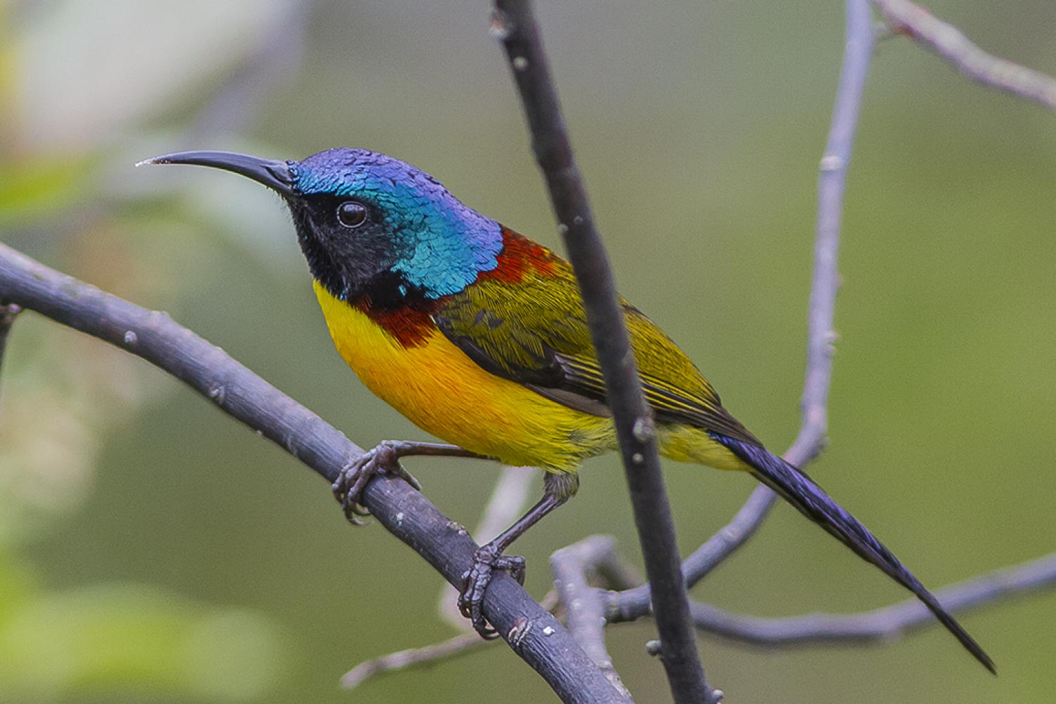 Green-tailed sunbird (Aethopyga nipalensis)