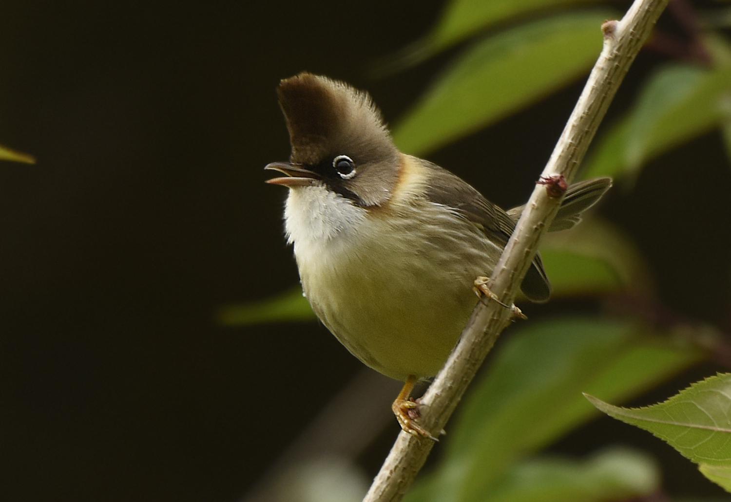 Whiskered yuhina (Yuhina flavicollis)