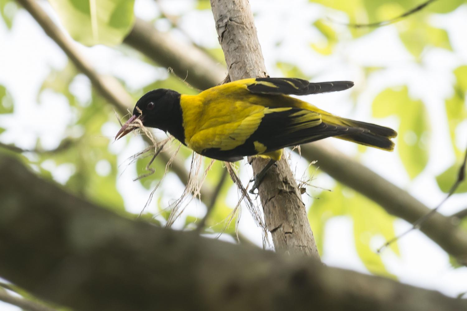 Hooded oriole - Wikipedia