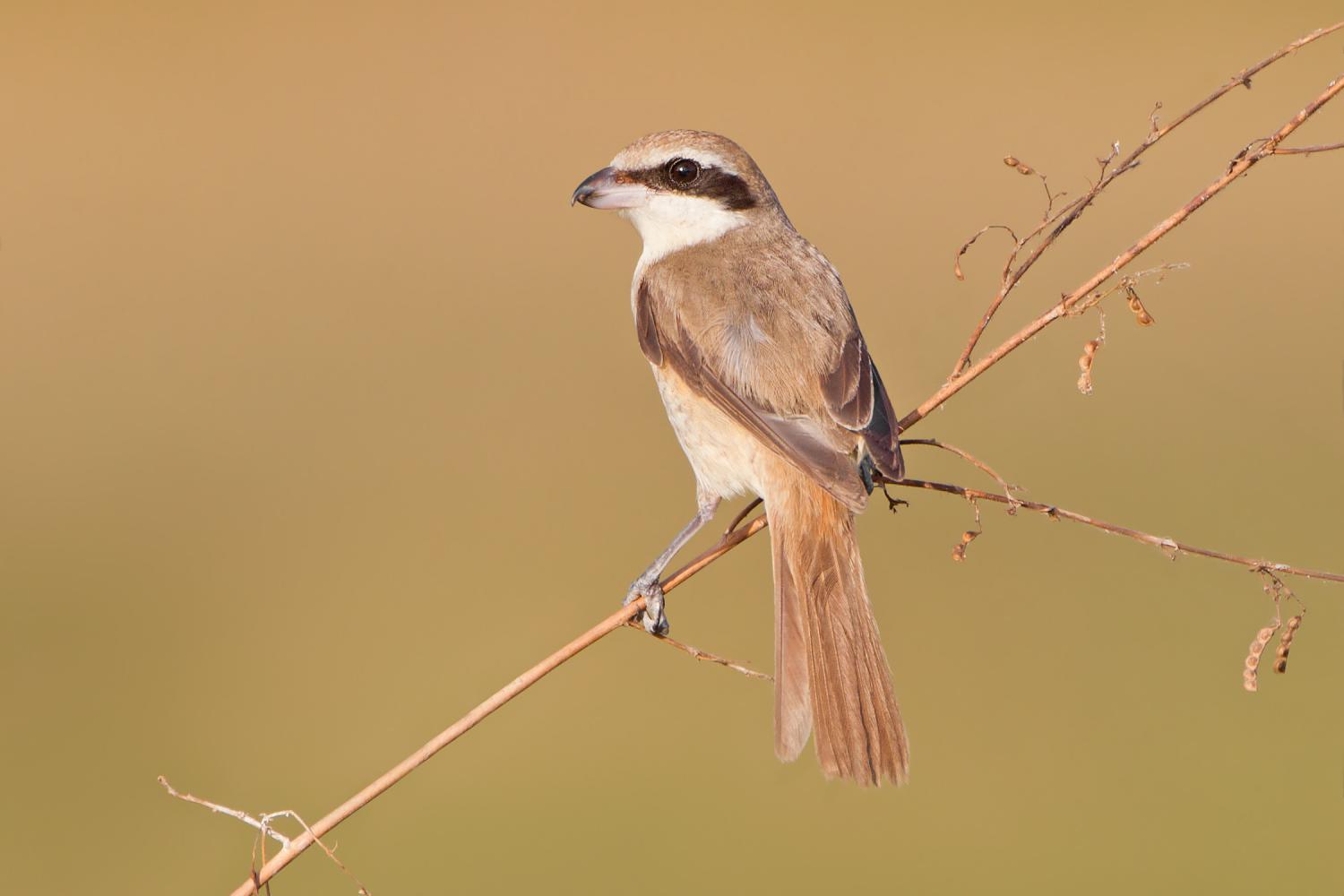 Brown shrike (Lanius cristatus)