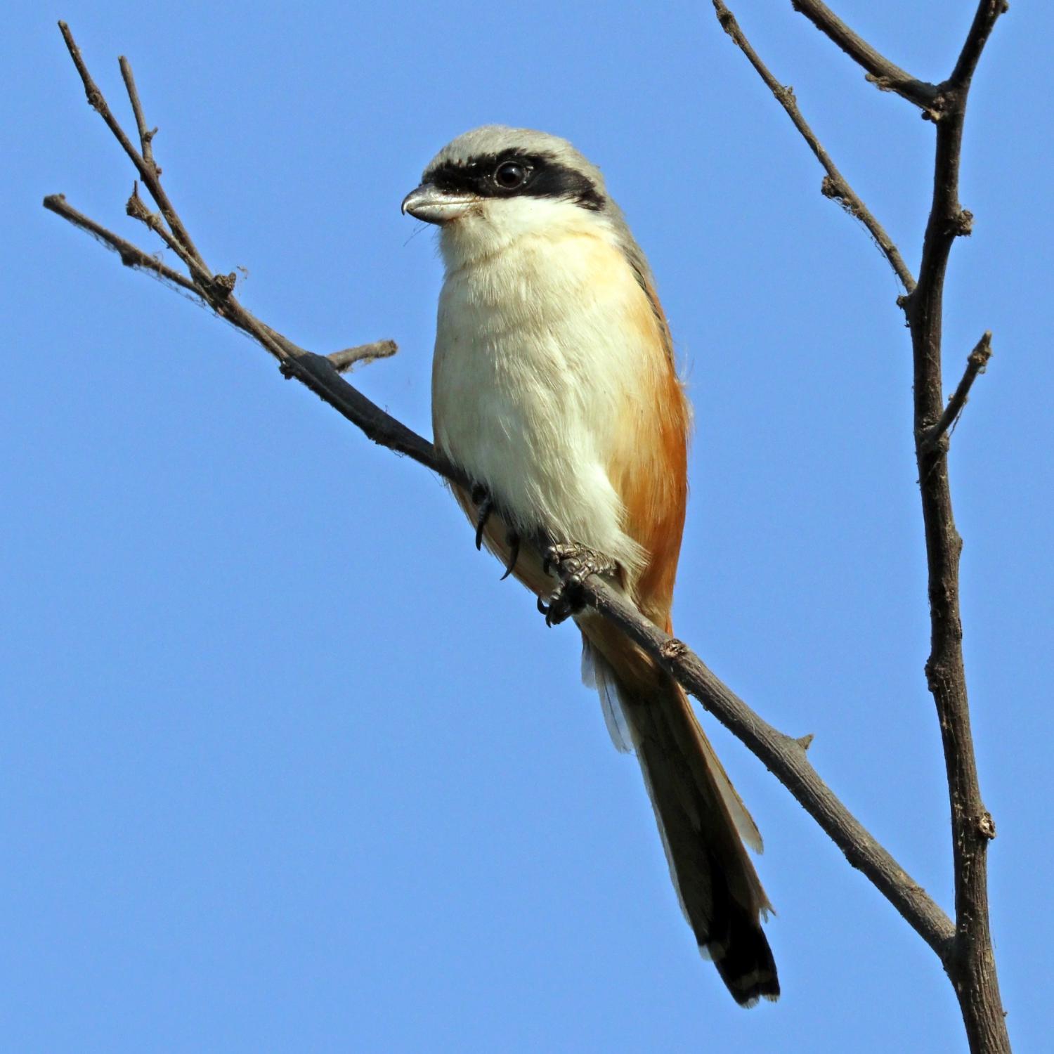 Rufous-backed Shrike (Lanius schach), 08-March-2008 09:18 A…