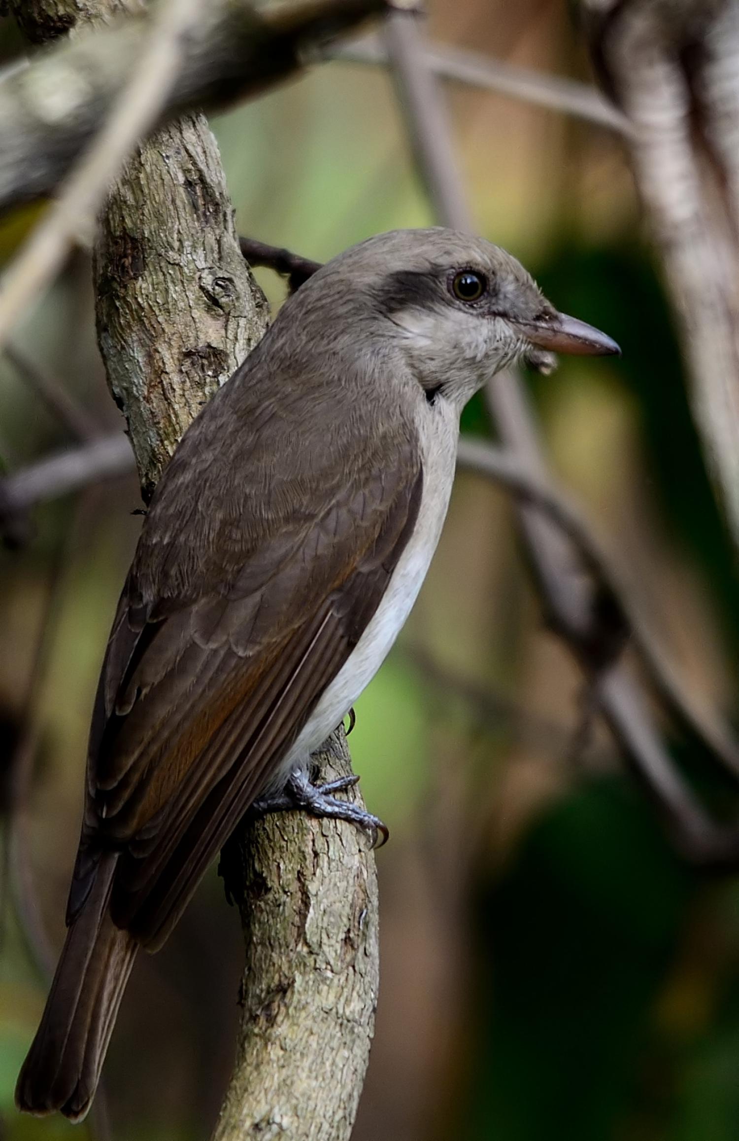 Woodshrike Habitat