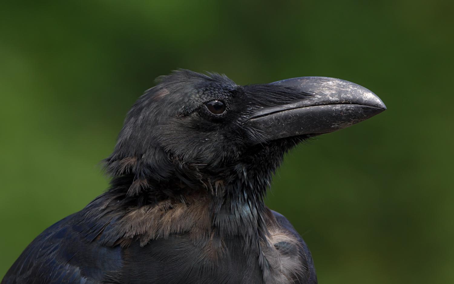 Large-billed crow (Corvus macrorhynchos)