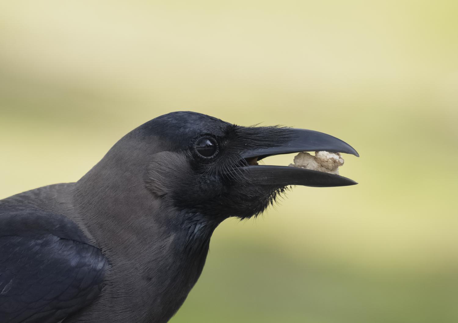 house-crow-corvus-splendens