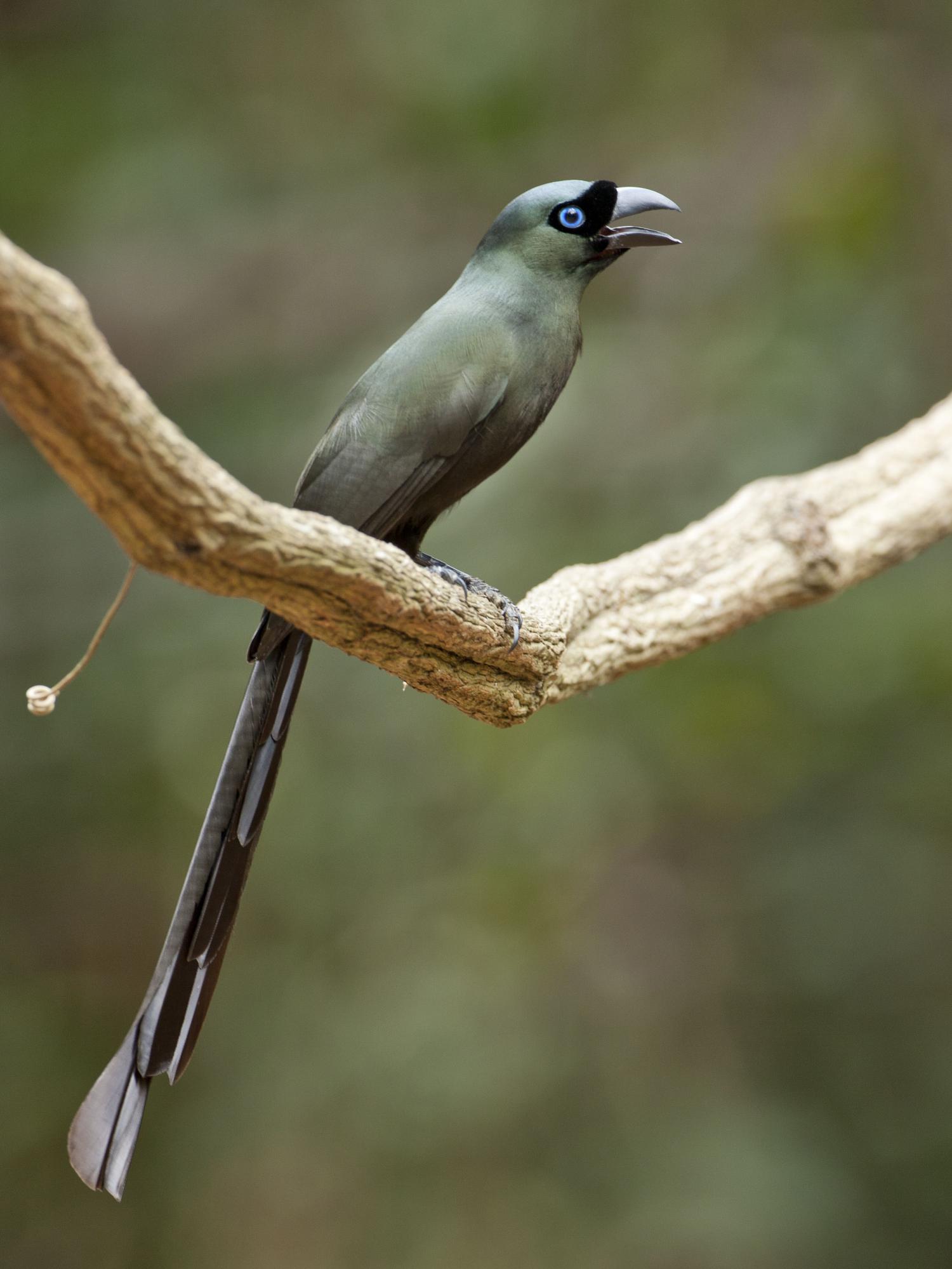 Racquet-tailed treepie (Crypsirina temia)