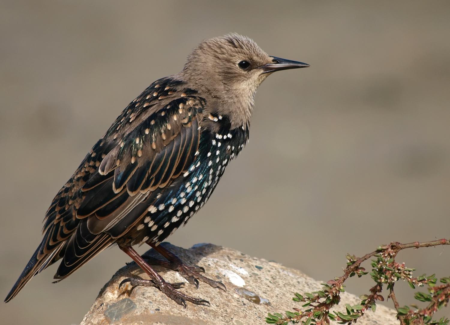 Common Starling Sturnus Vulgaris 