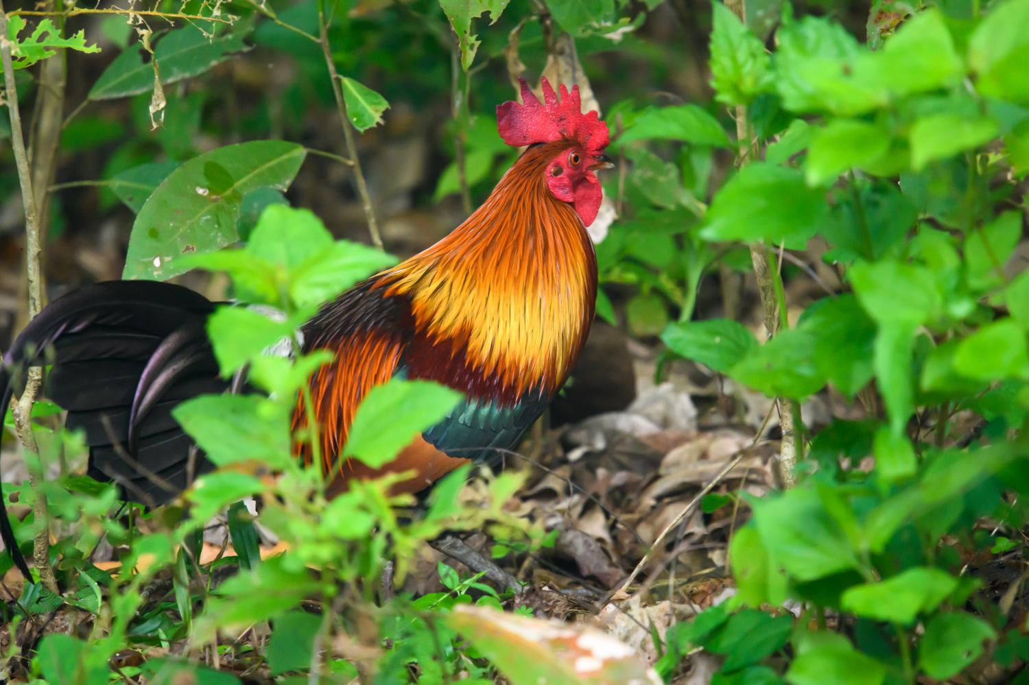 red-junglefowl-gallus-gallus