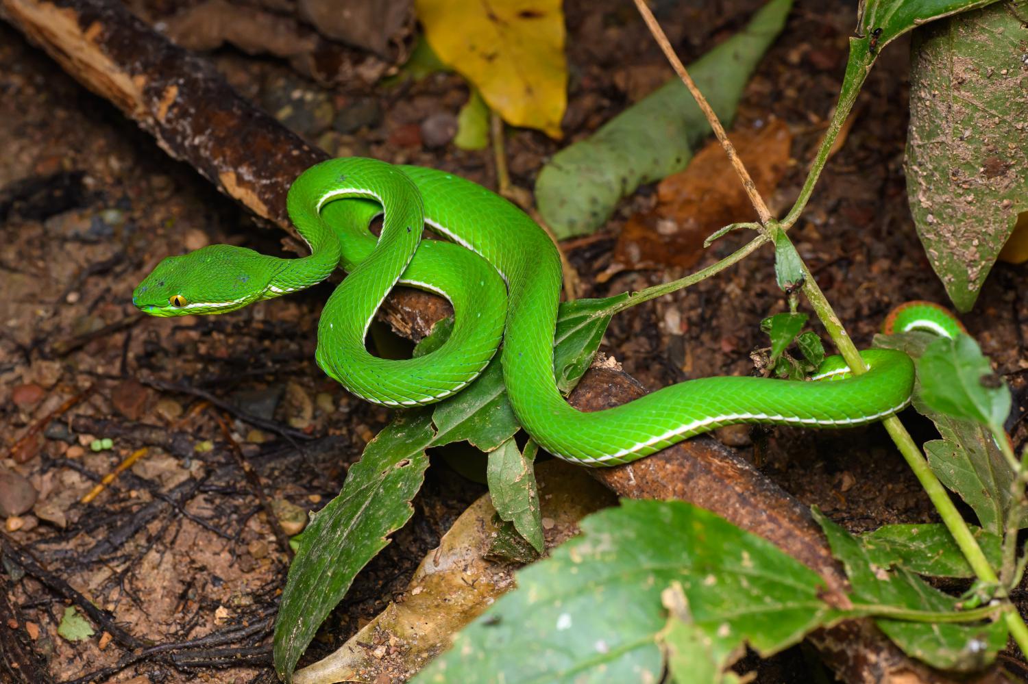 Trimeresurus macrops - Wikipedia