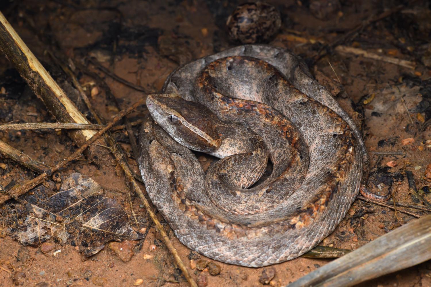 Malaysian Viper