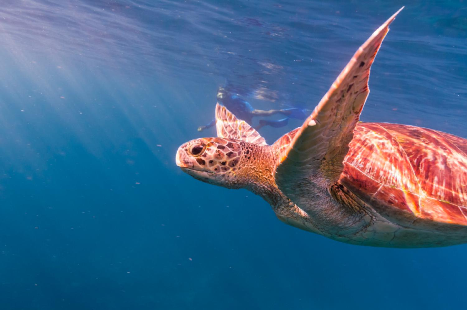 Hawksbill sea turtle (Eretmochelys imbricata)