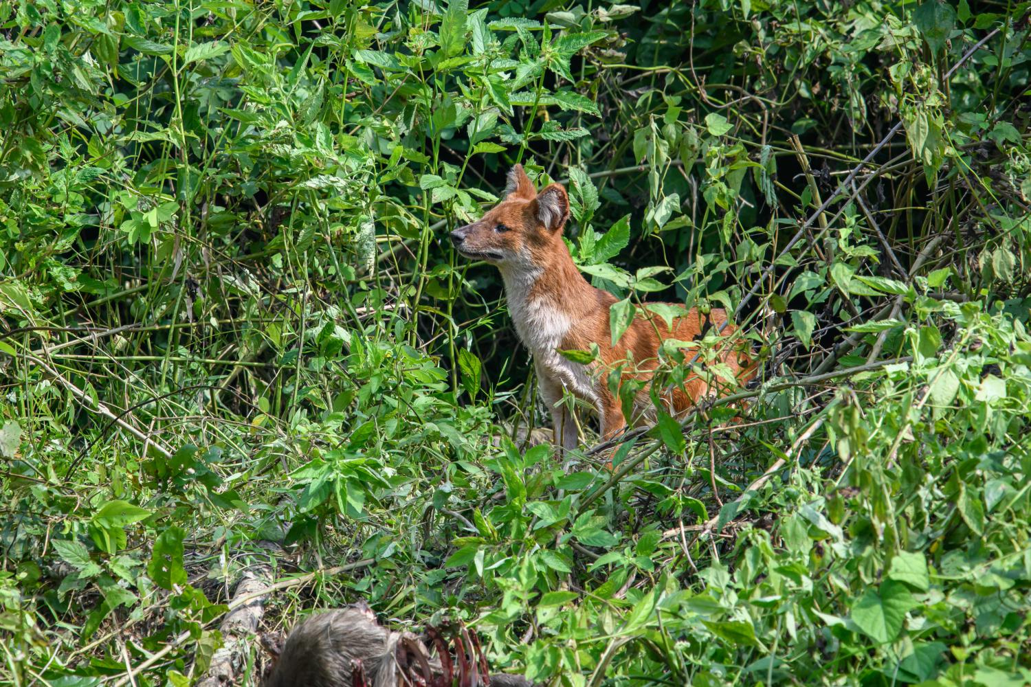 Dhole, Asiatic wild dog (Cuon alpinus)