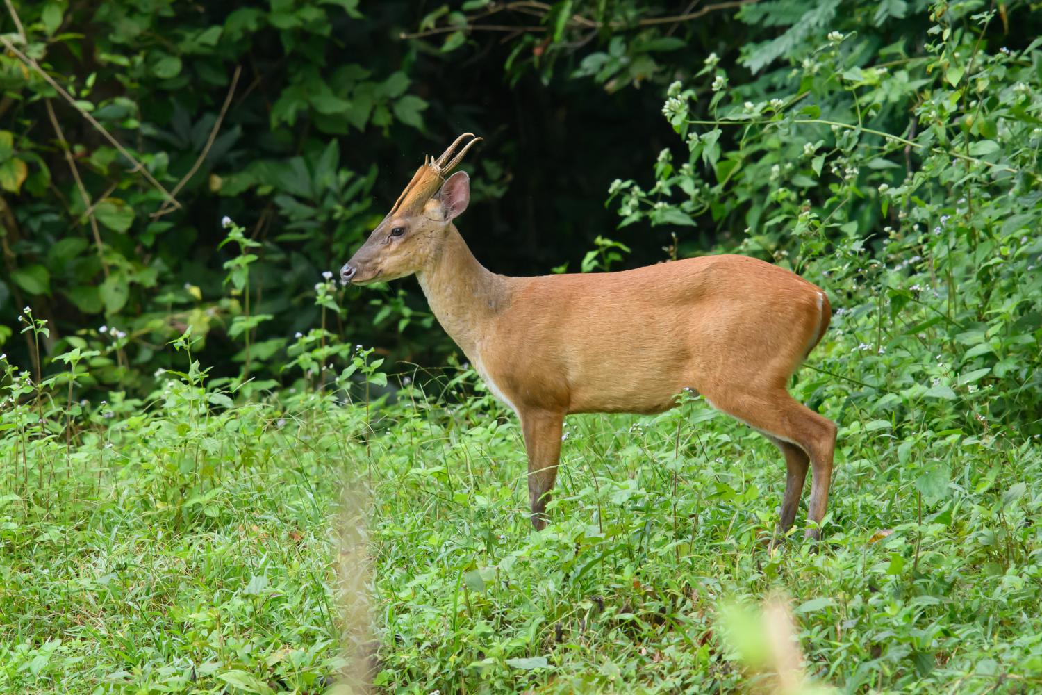 Barking deer (Muntiacus muntjak)