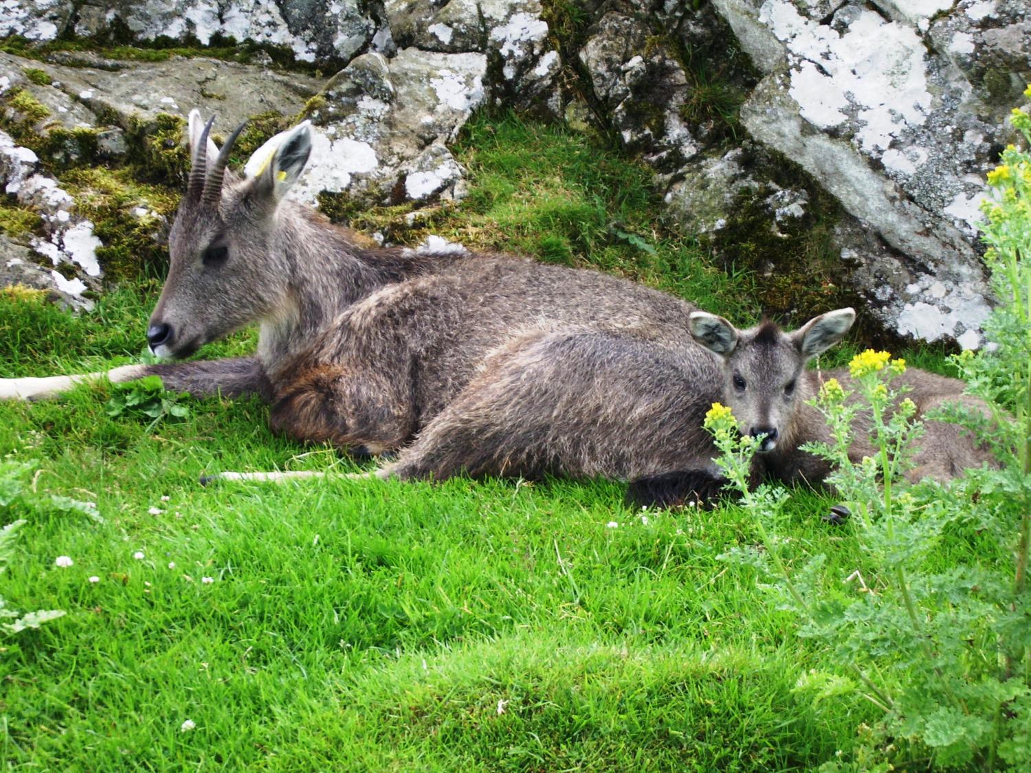 Chinese goral (Naemorhedus griseus)