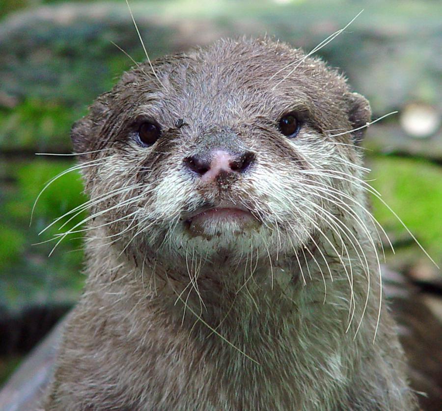 Oriental small-clawed otter (Amblonyx cinerea)