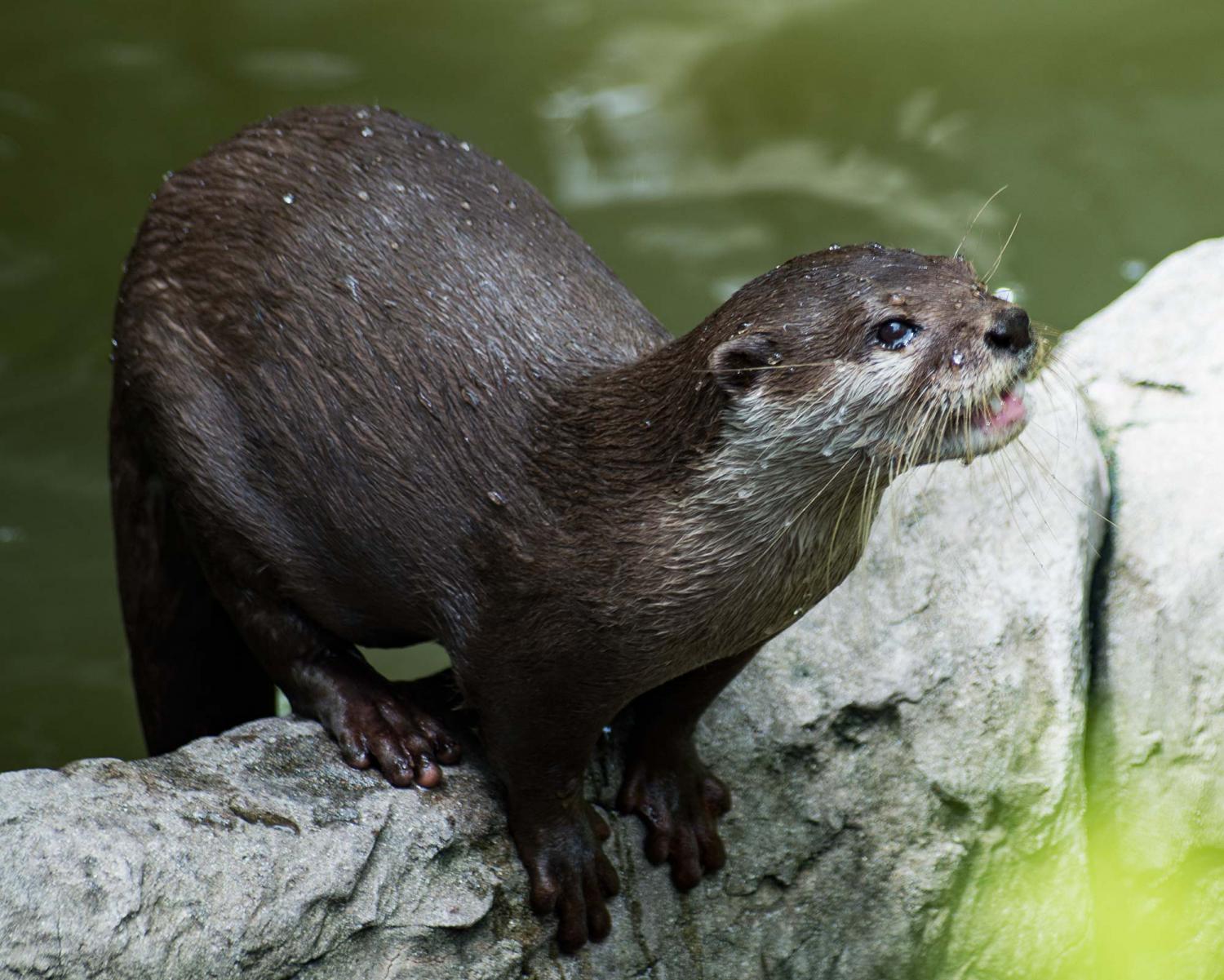 Hairy-nosed otter (Lutra sumatrana)