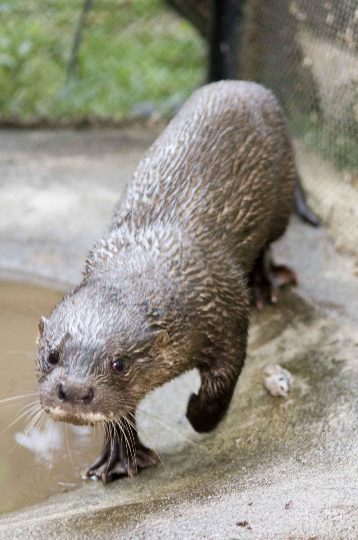 Hairy-nosed otter (Lutra sumatrana)