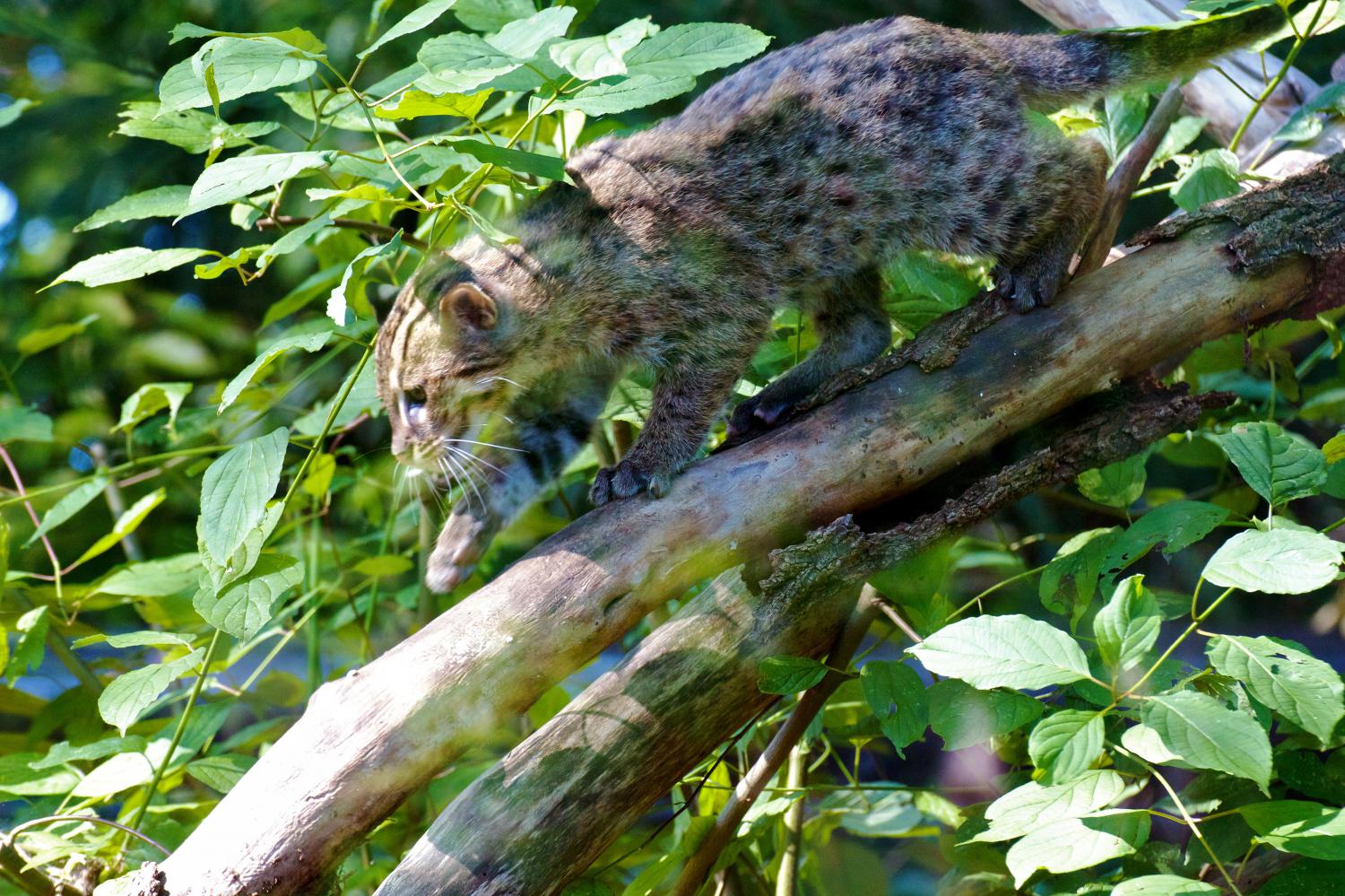 Fishing for Answers: GPS Collaring Fishing Cats in Thailand