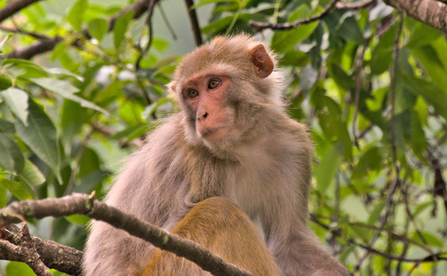 Rhesus macaque (Macaca mulatta)