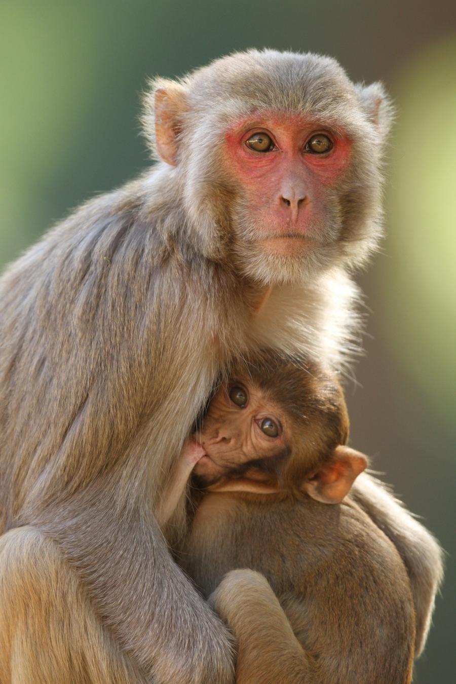 rhesus-macaque-macaca-mulatta