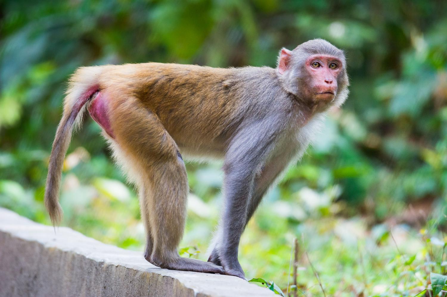 Rhesus macaque (Macaca mulatta)