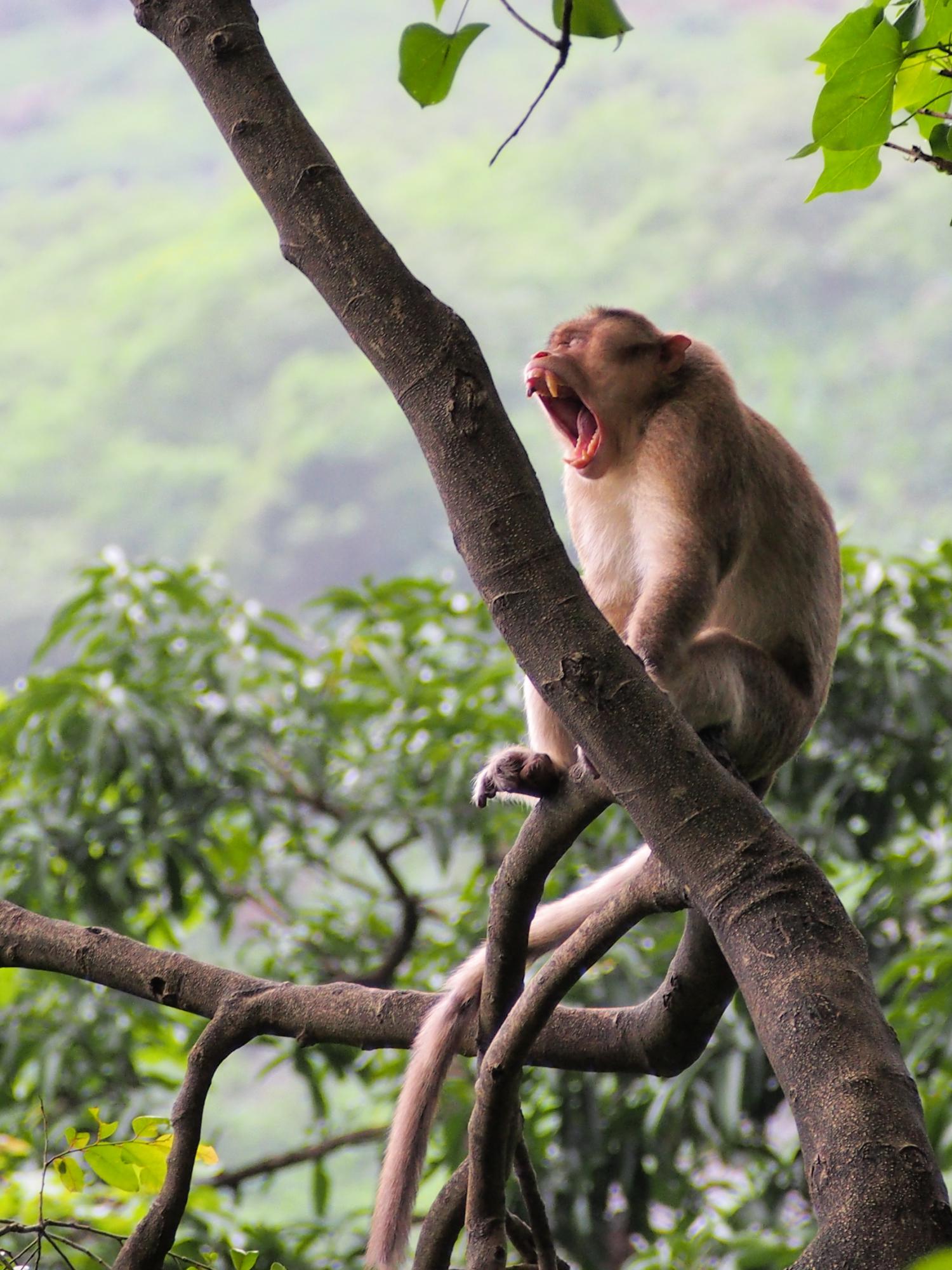 Rhesus macaque (Macaca mulatta)