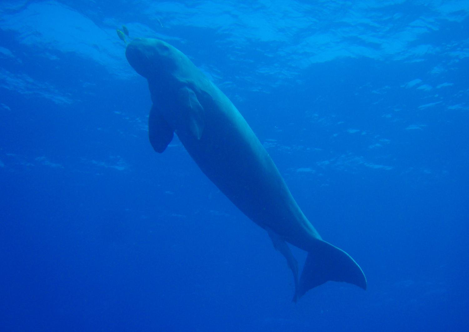 Dugong (Dugong dugon)