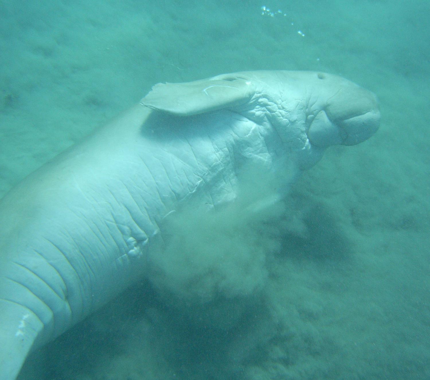 Dugong (Dugong dugon)