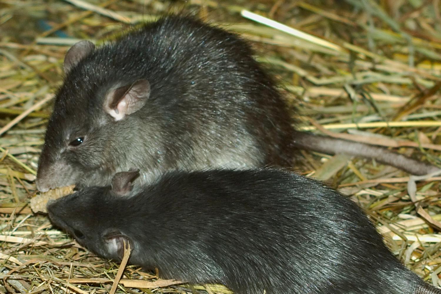 Black rat (Rattus rattus)