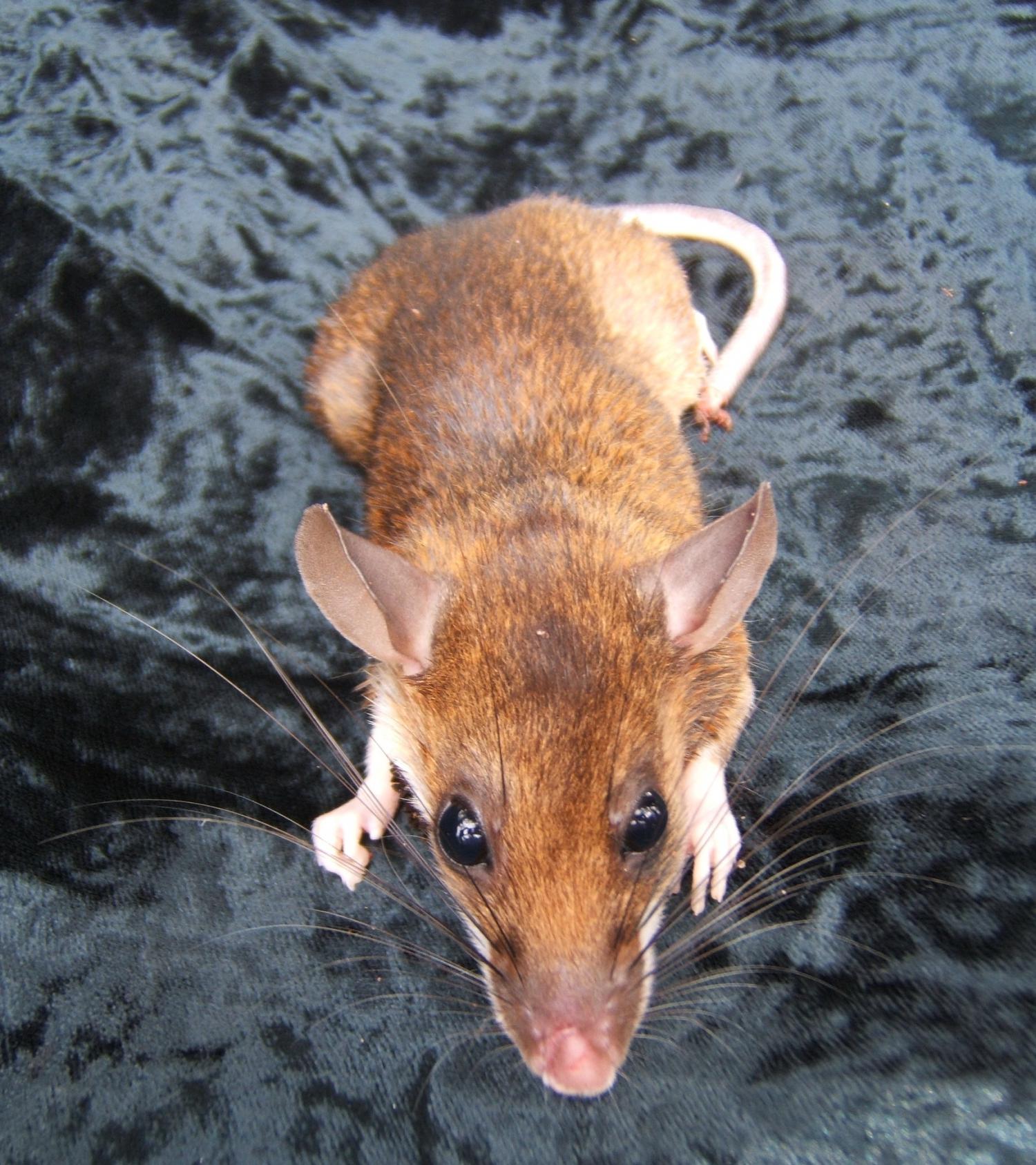 Red spiny rat (Maxomys surifer)