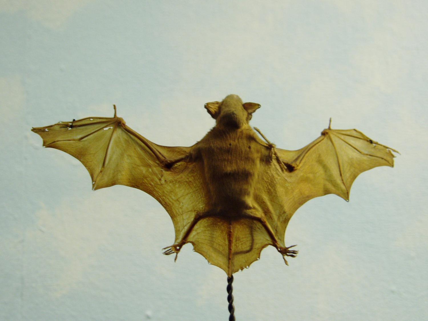 Lesser bamboo bat (Tylonycteris pachypus)