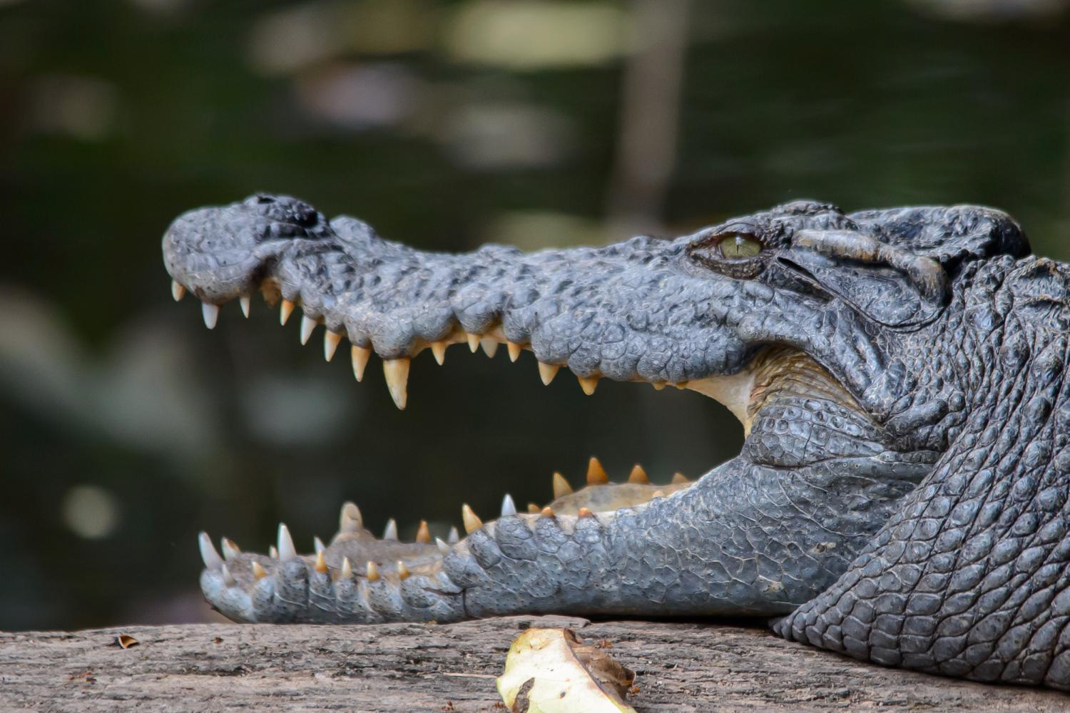 6 Facts About the Endangered Siamese Crocodile